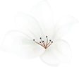 https://alexolgawedding.com/wp-content/uploads/2020/12/home_04_flower_01.png